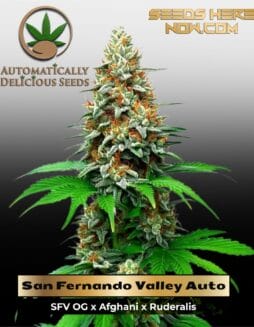San Fernando Valley Auto (Autoflower) (space) Automatically Delicious