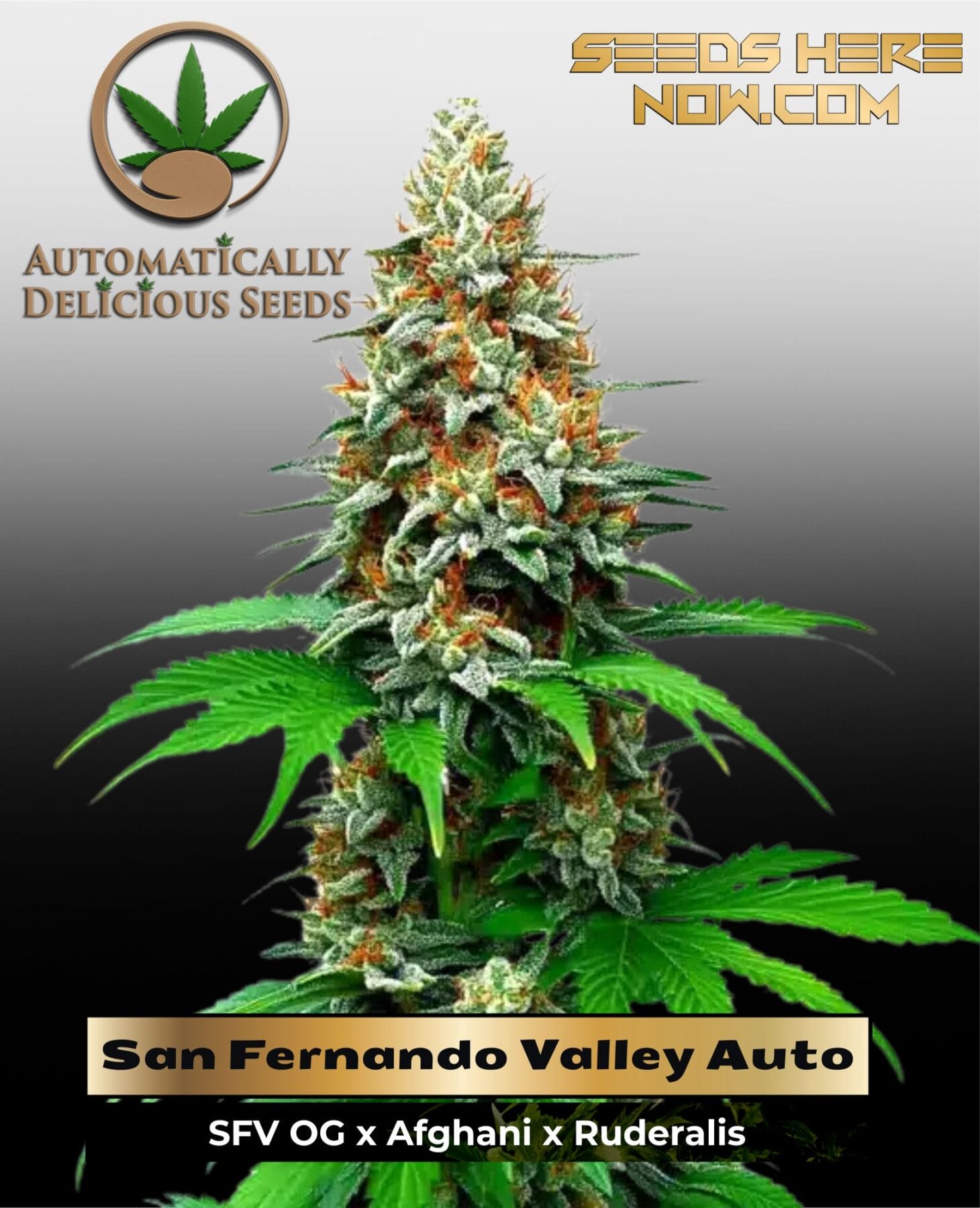 San Fernando Valley Auto (Autoflower) - Automatically Delicious
