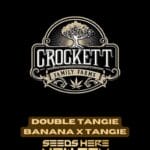 Double Tangie Banana x Tangie (Regular) - Crockett Family Farms