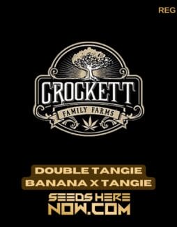 Double Tangie Banana x Tangie (Regular) - Crockett Family FarmsDouble Tangie Banana x Tangie (Regular) - Crockett Family Farms