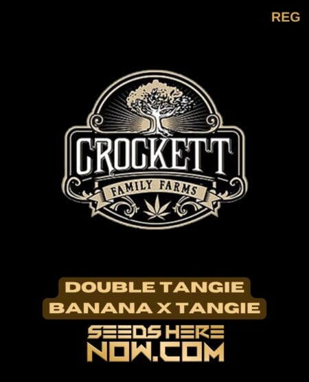 Double tangie banana x tangie (regular) - crockett family farms