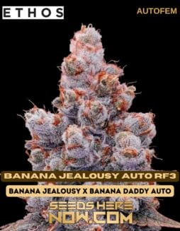 Ethos Genetics - Banana Jealousy Auto RF3 {AUTOFEM}Ethos Genetics - Banana Jealousy Auto Rf3 {autofem}