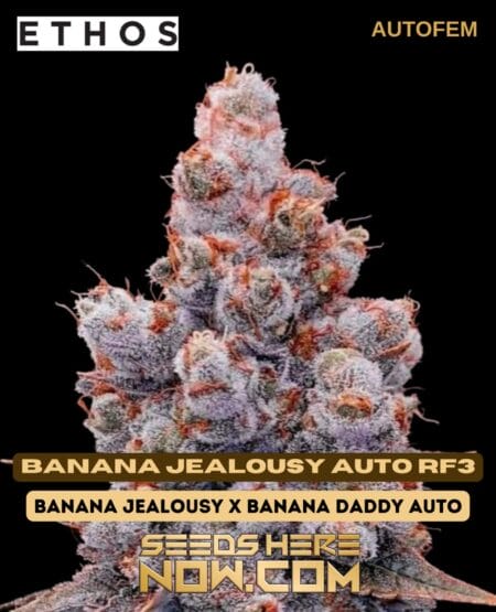 Banana Jealousy Auto R F3 (autoflower) - Ethos Genetics