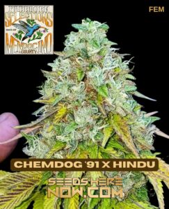 Freeborn Selections - Chemdog '91 x Hindu {FEM} [10pk]