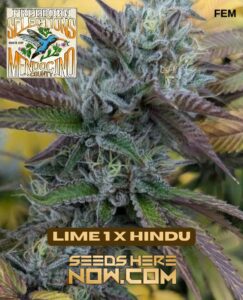 Freeborn Selections - Lime 1 X Hindu {fem} [10pk]