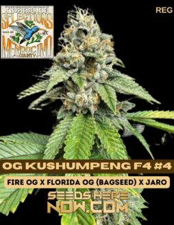 Freeborn Selections - OG Kushumpeng F4 #4 {REG} [10pk]Freeborn Selections - Og Kushumpeng F4 #4 {reg} [10pk]