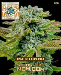 Freeborn Selections - Pk X Hindu {fem} [10pk]