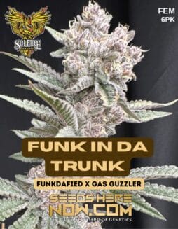 Funk In Da Trunk (Feminized) - Solfire GardensSinferno (Feminized) - Solfire Gardens