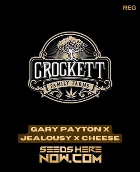 Gary Payton X Jealousy X Cheese (regular) - Crockett Family Farms