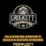 Glacee Blanche x Guava Dawg (Regular) - Crockett Family Farms