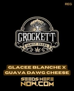 Glacee Blanche X Guava Dawg (regular) - Crockett Family Farms