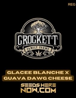 Glacee Blanche x Guava Dawg (Regular) - Crockett Family FarmsGlacee Blanche x Guava Dawg (Regular) - Crockett Family Farms