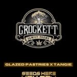 Glazed Pastries x Tangie (Regular) - Crockett Family Farms