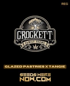Glazed Pastries X Tangie (regular) - Crockett Family Farms