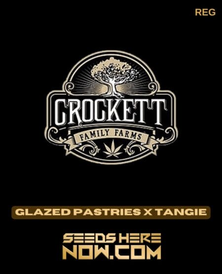Glazed pastries x tangie (regular) - crockett family farms