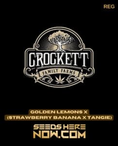 Golden Lemons x (Strawberry Banana x Tangie) (Regular) - Crockett Family FarmsGolden Lemons X (strawberry Banana X Tangie) (regular) - Crockett Family Farms