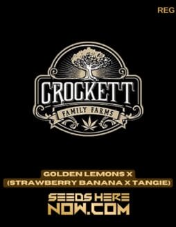 Golden Lemons x (Strawberry Banana x Tangie) (Regular) - Crockett Family FarmsGolden Lemons x (Strawberry Banana x Tangie) (Regular) - Crockett Family Farms