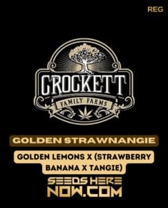 Golden Strawnangie (regular) - Crockett Family Farms