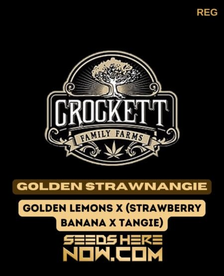Golden Strawnangie (Regular) (space) Crockett Family Farms
