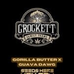 Gorilla Butter x Guava Dawg (Regular) - Crockett Family Farms