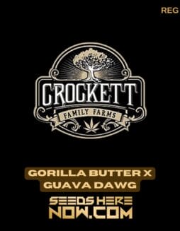 Gorilla Butter x Guava Dawg (Regular) - Crockett Family FarmsGorilla Butter x Guava Dawg (Regular) - Crockett Family Farms