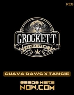 Guava Dawg x Tangie (Regular) - Crockett Family FarmsGuava Dawg x Tangie (Regular) - Crockett Family Farms