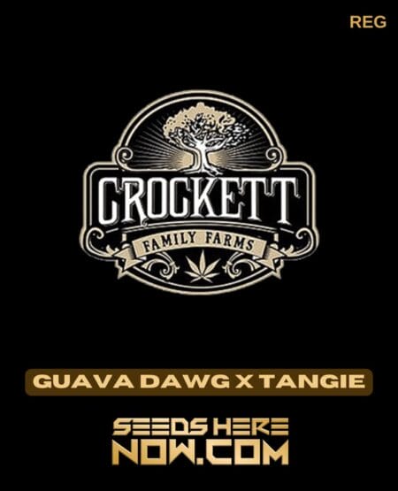 Guava Dawg X Tangie (regular) - Crockett Family Farms