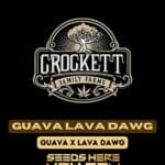 Guava Lava Dawg (Regular) - Crockett Family Farms
