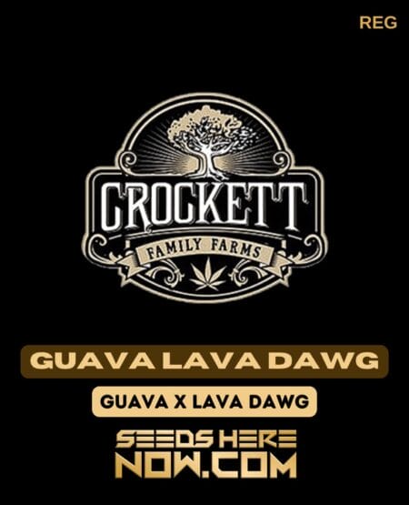Guava Lava Dawg (Regular) (space) Crockett Family Farms