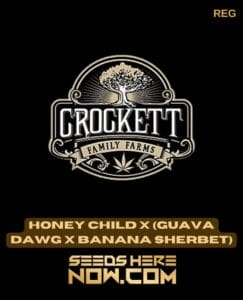 Honey Child X (guava Dawg X Banana Sherbet) (regular) - Crockett Family Farms