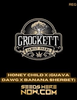 Honey Child x (Guava Dawg x Banana Sherbet) (Regular) - Crockett Family FarmsHoney Child x (Guava Dawg x Banana Sherbet) (Regular) - Crockett Family Farms