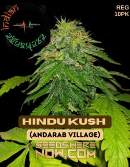 Indian Landrace Exchange - Hindu Kush F4 (Andarab Village) {REG} [10pk]Indian Landrace Exchange - Hindu Kush F4 (andarab Village) {reg} [10pk]