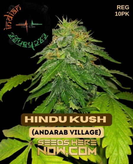 Indian Landrace Exchange - Hindu Kush F4 (andarab Village) {reg} [10pk]