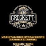 Jack Tangie x (Strawberry Banana x Tangie) (Regular) - Crockett Family Farms