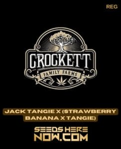 Jack Tangie X (strawberry Banana X Tangie) (regular) - Crockett Family Farms