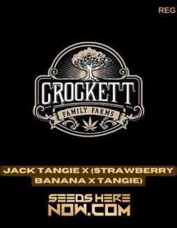 Jack Tangie x (Strawberry Banana x Tangie) (Regular) - Crockett Family FarmsJack Tangie x (Strawberry Banana x Tangie) (Regular) - Crockett Family Farms