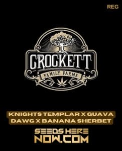 Knights Templar X Guava Dawg X Banana Sherbet (regular) - Crockett Family Farms