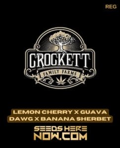 Lemon Cherry X Guava Dawg X Banana Sherbet (regular) - Crockett Family Farms