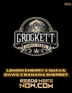 Lemon Cherry x Guava Dawg x Banana Sherbet (Regular) - Crockett Family FarmsLemon Cherry X Guava Dawg X Banana Sherbet (regular) - Crockett Family Farms