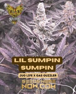 Lil Sumpin Sumpin (Feminized) - Solfire Gardens