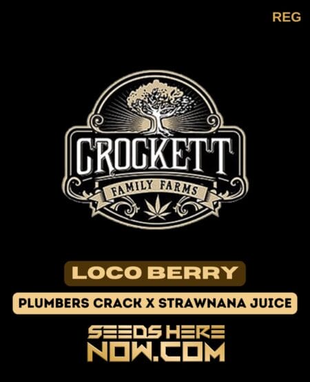 Loco berry (regular) - crockett family farms