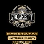 Master Guava (Regular) - Crockett Family Farms