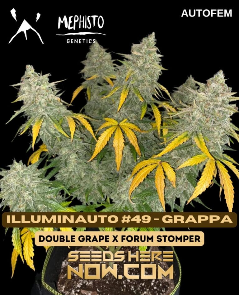 Mephisto Genetics - Illuminauto #49 - Grappa {AUTOFEM} [5pk] | Cannabis ...