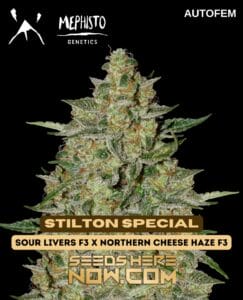 Mephisto Genetics - Stilton Special {AUTOFEM} [3pk]