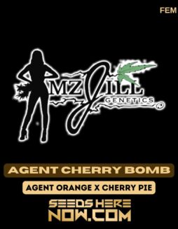 Mz Jill Genetics - Agent Cherry Bomb {FEM}Mz Jill Genetics - Agent Cherry Bomb {FEM}