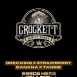 Oreo King x Strawberry Banana x Tangie (Regular) - Crockett Family Farms