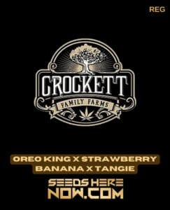 Oreo King X Strawberry Banana X Tangie (regular) - Crockett Family Farms