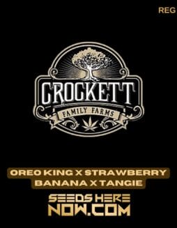 Oreo King x Strawberry Banana x Tangie (Regular) - Crockett Family FarmsOreo King x Strawberry Banana x Tangie (Regular) - Crockett Family Farms