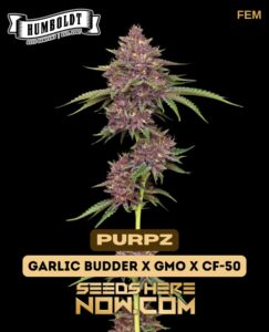 Purpz (Feminized) - Humboldt Seed Company