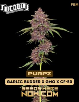 Purpz (Feminized) - Humboldt Seed CompanyPurpz (feminized) - Humboldt Seed Company